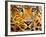 Close up Portrait of Leopard with Intense Eyes-Rob Hainer-Framed Photographic Print