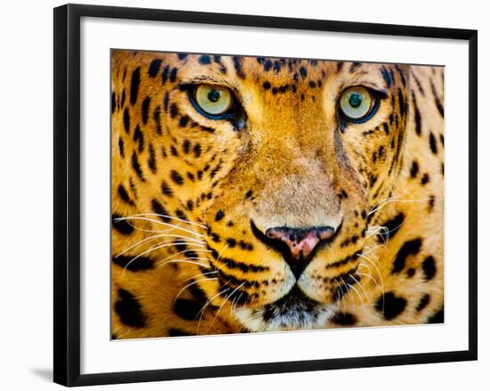 Close up Portrait of Leopard with Intense Eyes-Rob Hainer-Framed Photographic Print