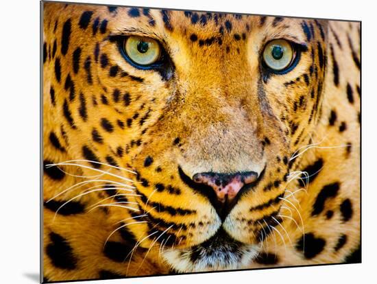 Close up Portrait of Leopard with Intense Eyes-Rob Hainer-Mounted Photographic Print
