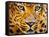 Close up Portrait of Leopard with Intense Eyes-Rob Hainer-Framed Stretched Canvas