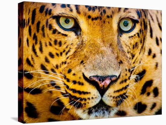 Close up Portrait of Leopard with Intense Eyes-Rob Hainer-Stretched Canvas