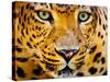Close up Portrait of Leopard with Intense Eyes-Rob Hainer-Stretched Canvas