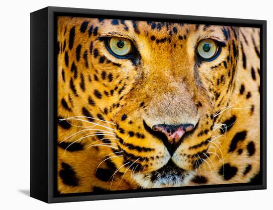 Close up Portrait of Leopard with Intense Eyes-Rob Hainer-Framed Stretched Canvas