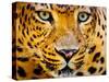 Close up Portrait of Leopard with Intense Eyes-Rob Hainer-Stretched Canvas