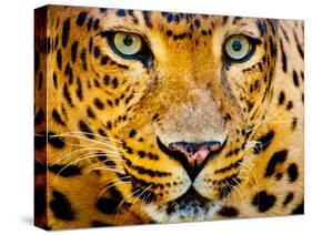 Close up Portrait of Leopard with Intense Eyes-Rob Hainer-Stretched Canvas