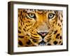 Close up Portrait of Leopard with Intense Eyes-Rob Hainer-Framed Photographic Print