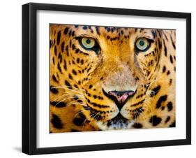 Close up Portrait of Leopard with Intense Eyes-Rob Hainer-Framed Photographic Print