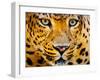 Close up Portrait of Leopard with Intense Eyes-Rob Hainer-Framed Photographic Print