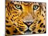 Close up Portrait of Leopard with Intense Eyes-Rob Hainer-Mounted Photographic Print