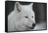 Close-Up Portrait of Polar Wolf or White Wolf-PH.OK-Framed Stretched Canvas