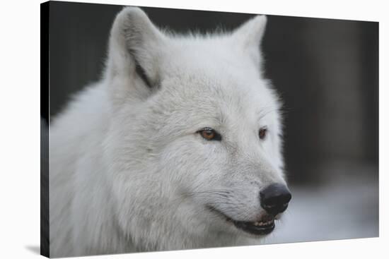 Close-Up Portrait of Polar Wolf or White Wolf-PH.OK-Stretched Canvas
