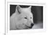 Close-Up Portrait of Polar Wolf or White Wolf-PH.OK-Framed Photographic Print