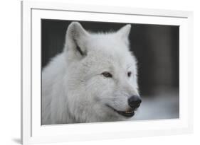 Close-Up Portrait of Polar Wolf or White Wolf-PH.OK-Framed Photographic Print