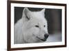 Close-Up Portrait of Polar Wolf or White Wolf-PH.OK-Framed Photographic Print