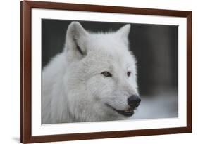 Close-Up Portrait of Polar Wolf or White Wolf-PH.OK-Framed Photographic Print