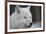 Close-Up Portrait of Polar Wolf or White Wolf-PH.OK-Framed Photographic Print