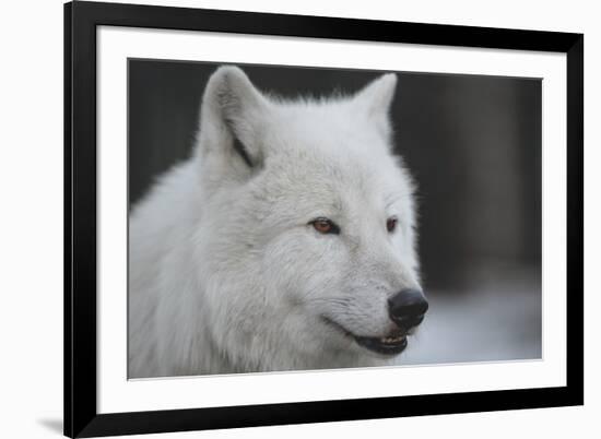 Close-Up Portrait of Polar Wolf or White Wolf-PH.OK-Framed Photographic Print