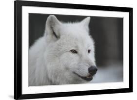 Close-Up Portrait of Polar Wolf or White Wolf-PH.OK-Framed Photographic Print