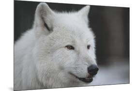 Close-Up Portrait of Polar Wolf or White Wolf-PH.OK-Mounted Photographic Print