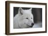 Close-Up Portrait of Polar Wolf or White Wolf-PH.OK-Framed Photographic Print