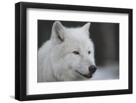 Close-Up Portrait of Polar Wolf or White Wolf-PH.OK-Framed Photographic Print