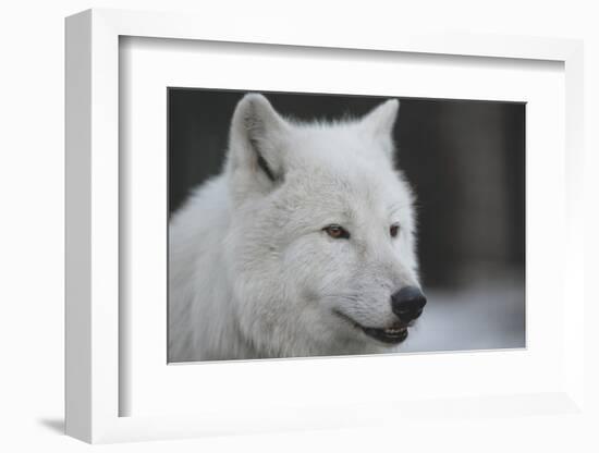 Close-Up Portrait of Polar Wolf or White Wolf-PH.OK-Framed Photographic Print