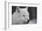 Close-Up Portrait of Polar Wolf or White Wolf-PH.OK-Framed Photographic Print