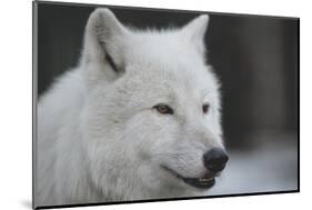 Close-Up Portrait of Polar Wolf or White Wolf-PH.OK-Mounted Photographic Print