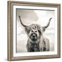 Close up portrait of Scottish Highland cattle on a farm-Mark Gemmell-Framed Photographic Print