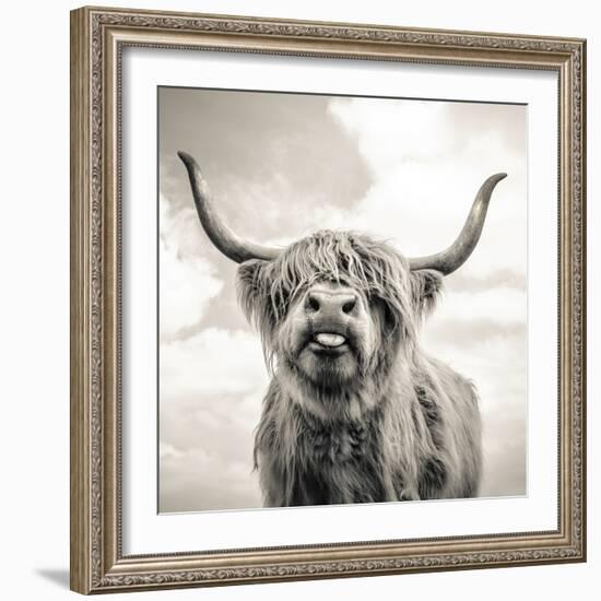 Close up portrait of Scottish Highland cattle on a farm-Mark Gemmell-Framed Photographic Print