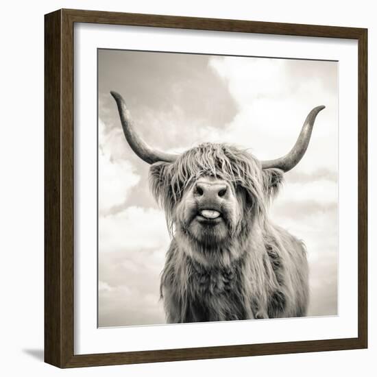 Close up portrait of Scottish Highland cattle on a farm-Mark Gemmell-Framed Photographic Print