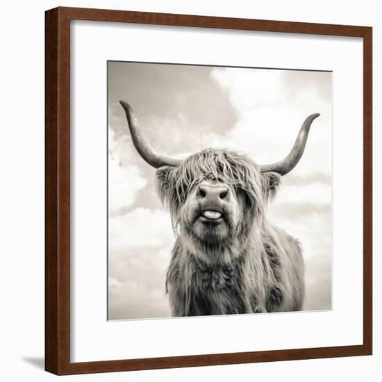 Close up portrait of Scottish Highland cattle on a farm-Mark Gemmell-Framed Photographic Print