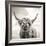 Close up portrait of Scottish Highland cattle on a farm-Mark Gemmell-Framed Photographic Print