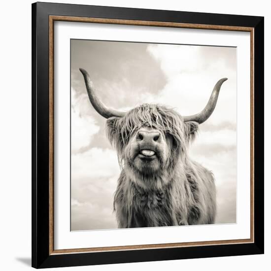 Close up portrait of Scottish Highland cattle on a farm-Mark Gemmell-Framed Photographic Print