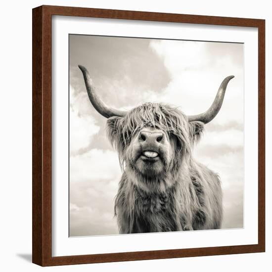 Close up portrait of Scottish Highland cattle on a farm-Mark Gemmell-Framed Photographic Print