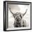 Close up portrait of Scottish Highland cattle on a farm-Mark Gemmell-Framed Photographic Print