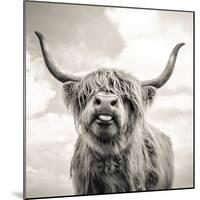 Close up portrait of Scottish Highland cattle on a farm-Mark Gemmell-Mounted Photographic Print