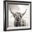 Close up portrait of Scottish Highland cattle on a farm-Mark Gemmell-Framed Photographic Print