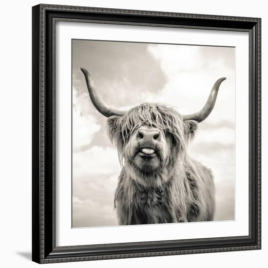 Close up portrait of Scottish Highland cattle on a farm-Mark Gemmell-Framed Photographic Print