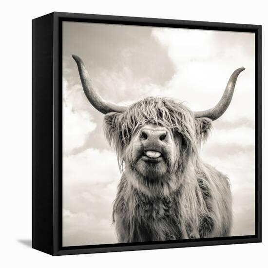 Close up portrait of Scottish Highland cattle on a farm-Mark Gemmell-Framed Stretched Canvas