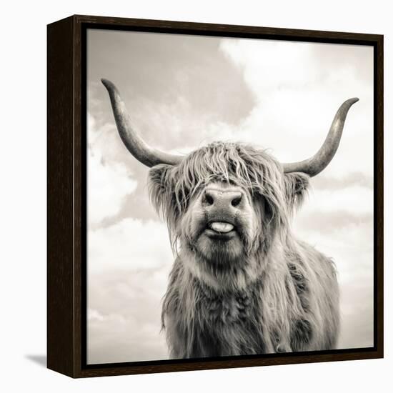 Close up portrait of Scottish Highland cattle on a farm-Mark Gemmell-Framed Stretched Canvas