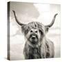 Close up portrait of Scottish Highland cattle on a farm-Mark Gemmell-Stretched Canvas