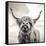 Close up portrait of Scottish Highland cattle on a farm-Mark Gemmell-Framed Stretched Canvas