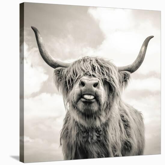 Close up portrait of Scottish Highland cattle on a farm-Mark Gemmell-Stretched Canvas