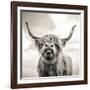 Close up portrait of Scottish Highland cattle on a farm-Mark Gemmell-Framed Premium Photographic Print