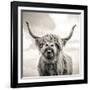 Close up portrait of Scottish Highland cattle on a farm-Mark Gemmell-Framed Premium Photographic Print