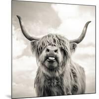 Close up portrait of Scottish Highland cattle on a farm-Mark Gemmell-Mounted Premium Photographic Print