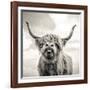 Close up portrait of Scottish Highland cattle on a farm-Mark Gemmell-Framed Premium Photographic Print