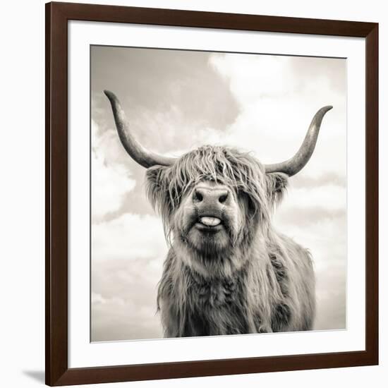 Close up portrait of Scottish Highland cattle on a farm-Mark Gemmell-Framed Photographic Print