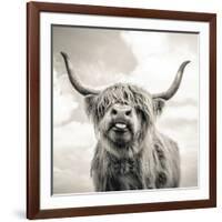 Close up portrait of Scottish Highland cattle on a farm-Mark Gemmell-Framed Photographic Print